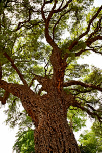 Baum, groß, Florenz, Toskana, Italien Baum, groß, Florenz, Toskana, Italien